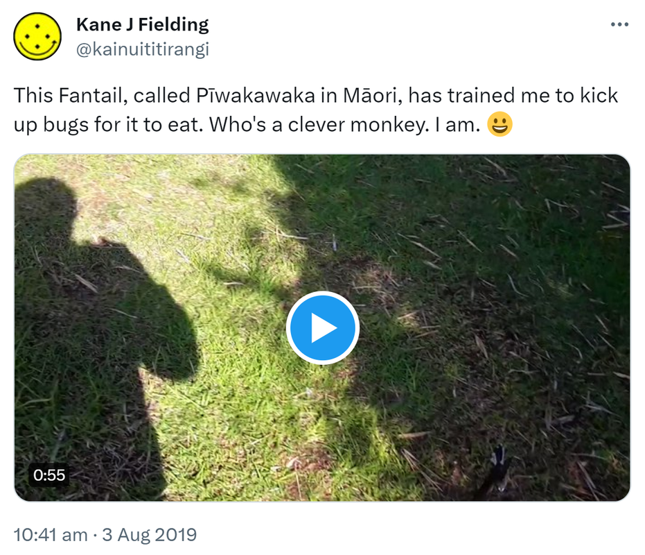 This Fantail, called Pīwakawaka in Māori, has trained me to kick up bugs for it to eat. Who's a clever monkey? I am. 10:41 am · 3 Aug 2019.