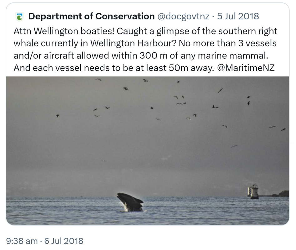 Quote Tweet. Department of Conservation @docgovtnz. Attn Wellington boaties! Caught a glimpse of the southern right whale currently in Wellington Harbour? No more than 3 vessels and/or aircraft allowed within 300 m of any marine mammal. And each vessel needs to be at least 50 metres away. doc.govt.nz @MaritimeNZ. 9:38 am · 6 Jul 2018.