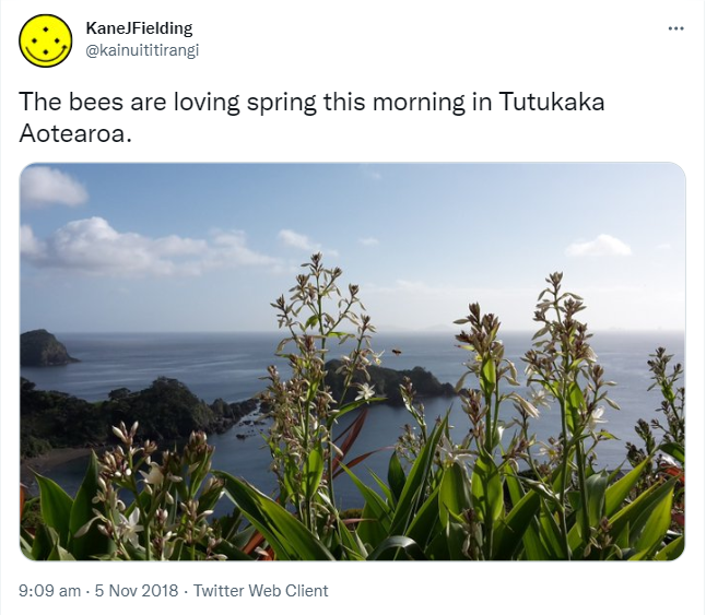 The bees are loving spring this morning in Tutukaka Aotearoa. 9:09 am · 5 Nov 2018.