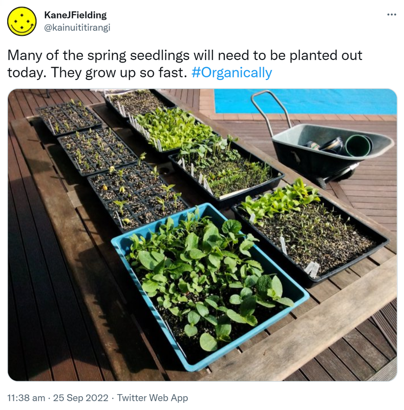 Many of the spring seedlings will need to be planted out today. They grow up so fast. Hashtag Organically 11:38 am · 25 Sep 2022.