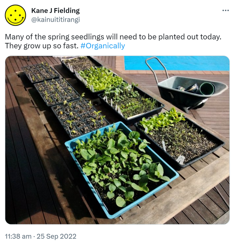 Many of the spring seedlings will need to be planted out today. They grow up so fast. Hashtag Organically 11:38 am · 25 Sep 2022.