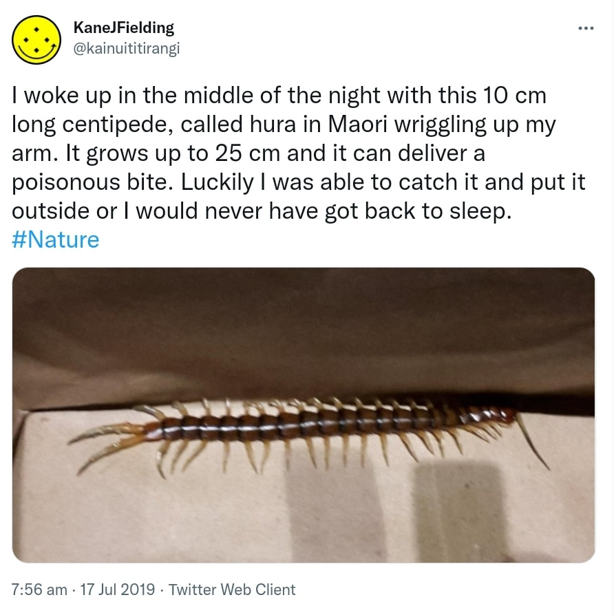 I woke up in the middle of the night with this 10 cm long centipede, called hura in Maori, wriggling up my arm. It grows up to 25 cm and it can deliver a poisonous bite. Luckily I was able to catch it and put it outside or I would never have got back to sleep. Hashtag Nature. 7:56 am · 17 Jul 2019.