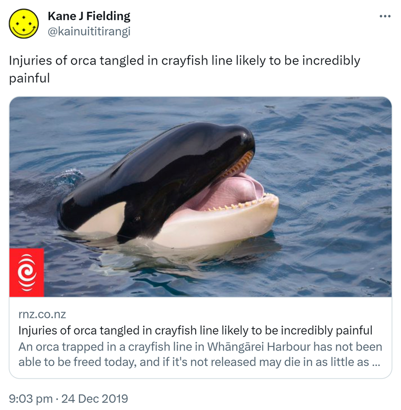 Injuries of orca tangled in crayfish line likely to be incredibly painful. rnz.co.nz. An orca trapped in a crayfish line in Whāngārei Harbour has not been able to be freed today, and if it's not released may die in as little as a few days. 9:03 pm · 24 Dec 2019.