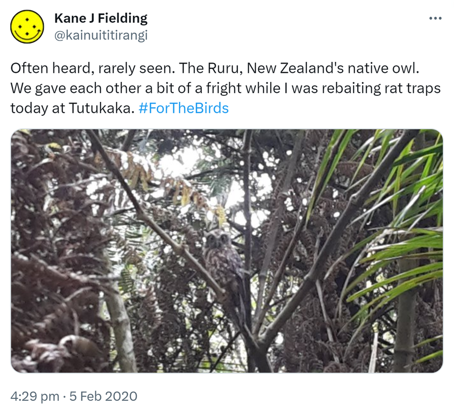 Often heard, rarely seen. The Ruru, New Zealand's native owl. We gave each other a bit of a fright while I was re-baiting rat traps today at Tutukaka. Hashtag For The Birds. 4:29 pm · 5 Feb 2020.