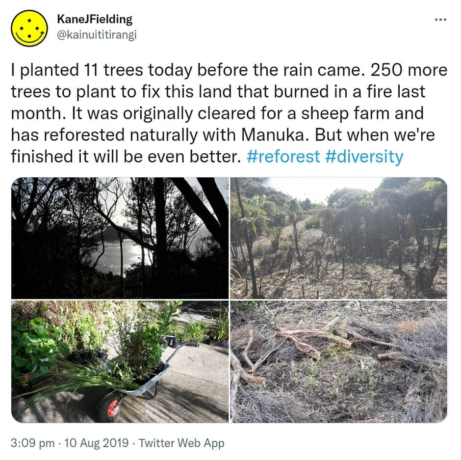I planted 11 trees today before the rain came. 250 more trees to plant to fix this land that burned in a fire last month. It was originally cleared for a sheep farm and has reforested naturally with Manuka. But when we're finished it will be even better. Hashtag reforest. Hashtag Diversity. 3:09 pm · 10 Aug 2019.